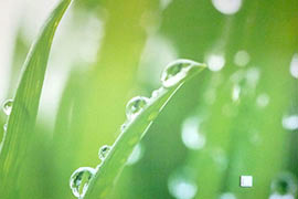 Fototapete (Gras) – Thumbnail